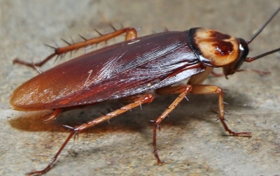 COCKROACHES_JJsControl