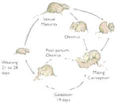 Know Your Rodents Life Cycle